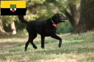 Read more about the article Curly Coated Retriever tenyésztők és kiskutyák Szász-Anhaltban