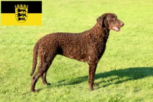 Read more about the article Curly Coated Retriever tenyésztők és kölykök Baden-Württembergben