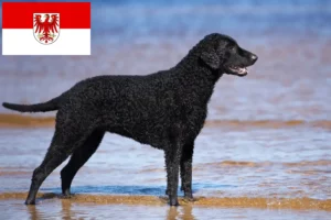 Read more about the article Curly Coated Retriever tenyésztők és kölykök Brandenburgban