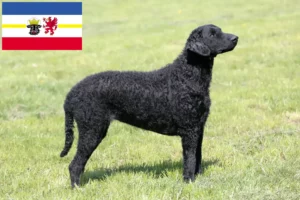 Read more about the article Curly Coated Retriever tenyésztők és kölykök Mecklenburg-Elő-Pomeránia tartományban