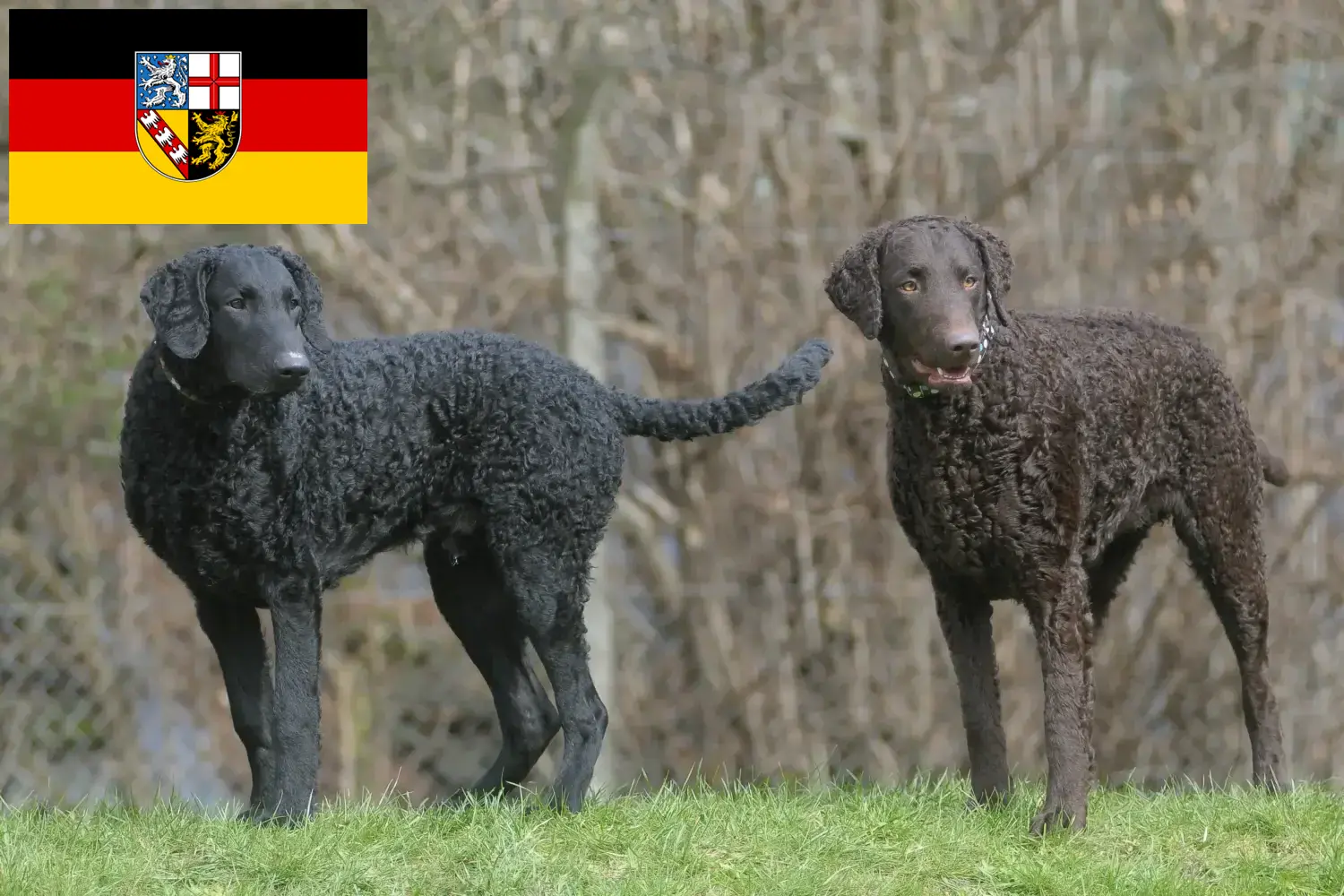 Read more about the article Curly Coated Retriever tenyésztők és kölykök Saarlandban