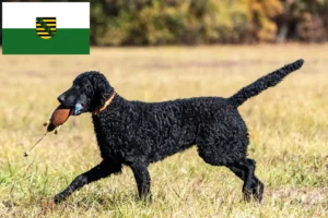 Read more about the article Curly Coated Retriever tenyésztők és kölykök Szászországban