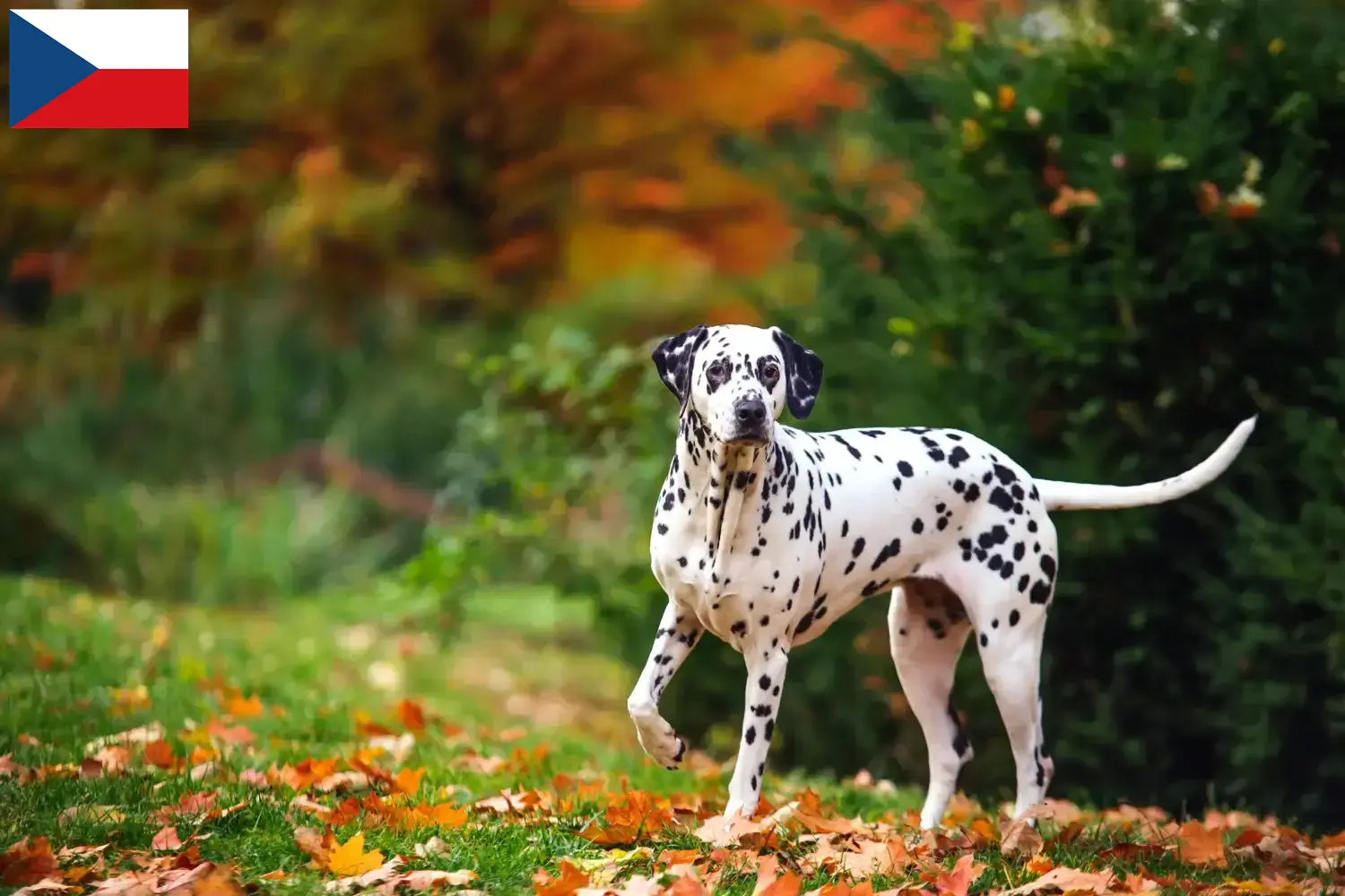 Read more about the article Dalmata tenyésztők és kölykök Csehországban