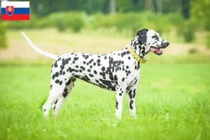 Read more about the article Dalmata tenyésztők és kölykök Szlovákiában