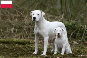 Read more about the article Dogo Argentino tenyésztők és kölykök Lengyelországban