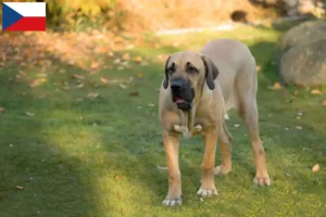 Read more about the article Fila Brasileiro tenyésztők és kölykök Csehországban