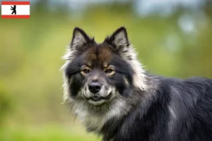 Read more about the article Finn Lapphund tenyésztő és kiskutyák Berlinben