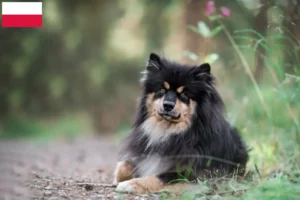 Read more about the article Finn Lapphund tenyésztők és kiskutyák Lengyelországban