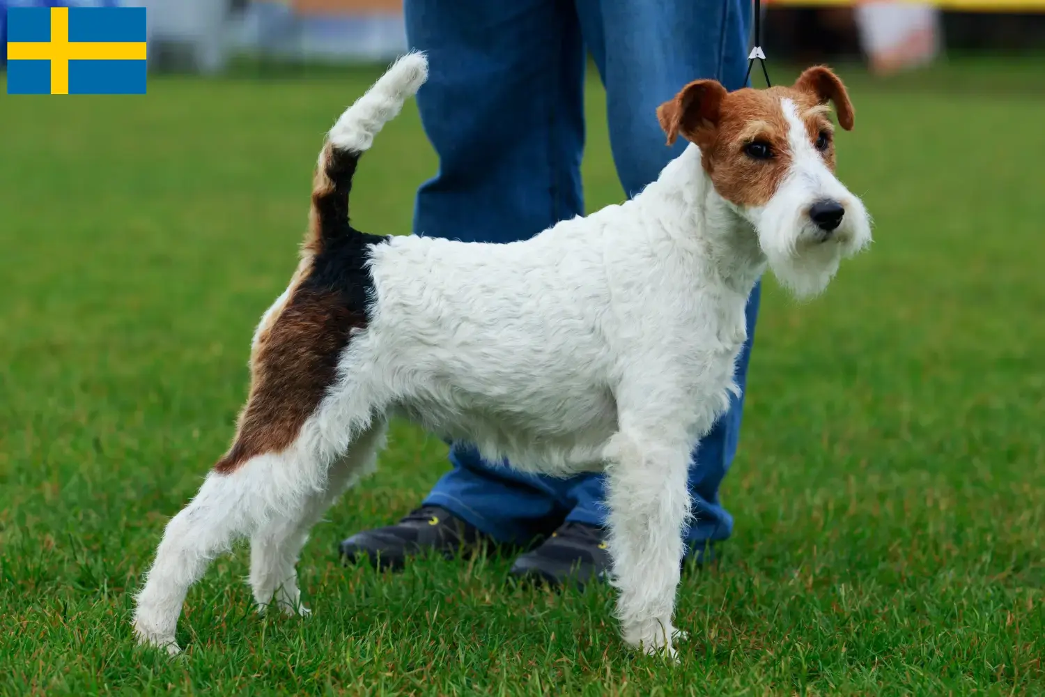 Read more about the article Foxterrier tenyésztők és kölykök Svédországban