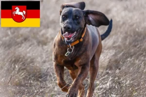 Read more about the article Hannoverscher Schweißhund tenyésztők és kiskutyák Alsó-Szászországban