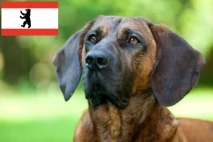 Read more about the article Hannoverscher Schweißhund tenyésztők és kiskutyák Berlinben