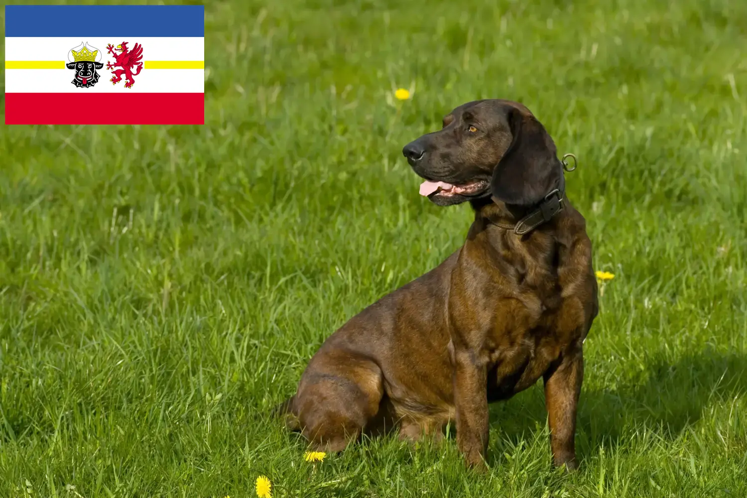 Read more about the article Hannoverscher Schweißhund tenyésztők és kiskutyák Mecklenburg-Vorpommern tartományban