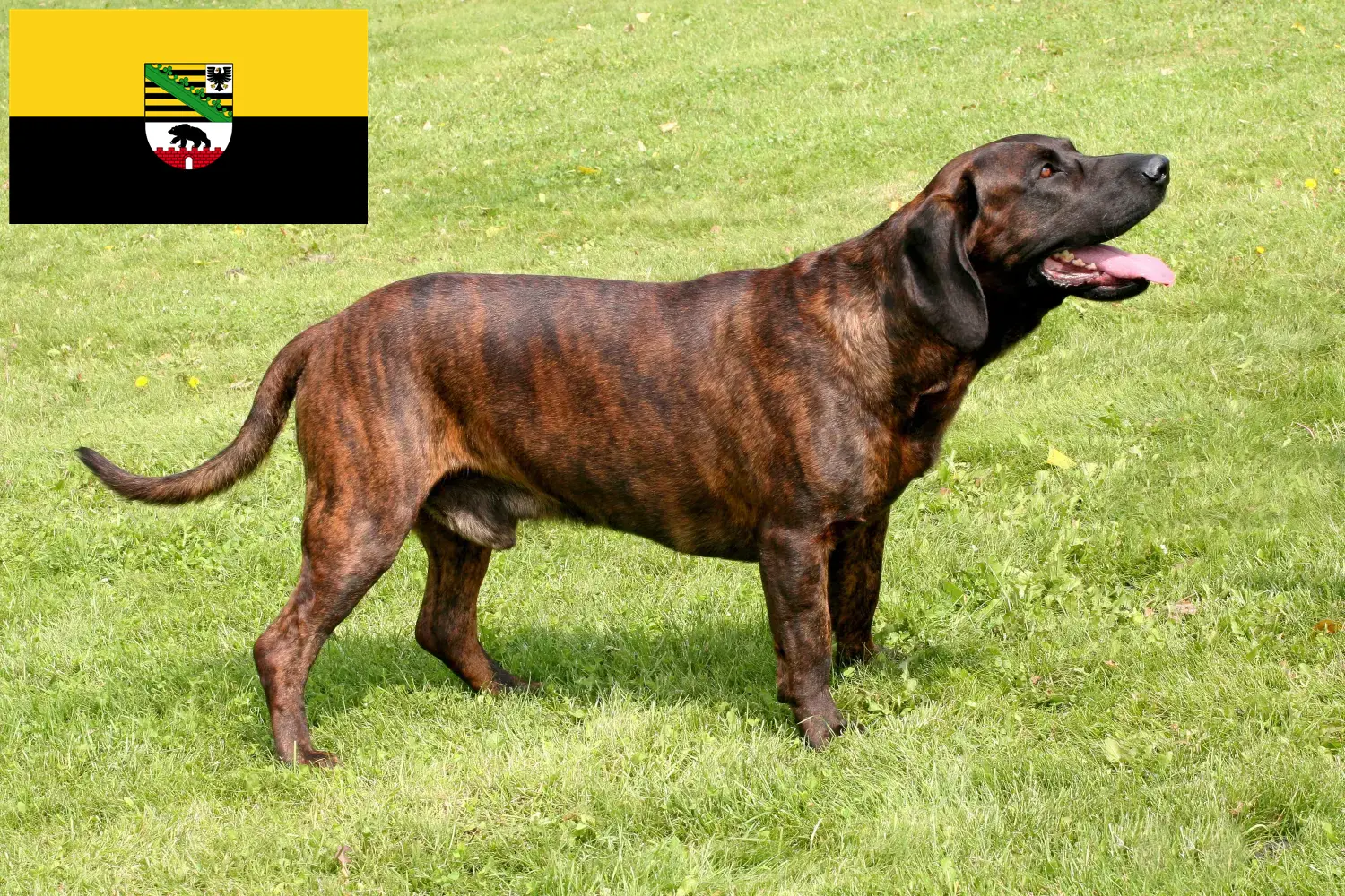 Read more about the article Hannoverscher Schweißhund tenyésztők és kiskutyák Szász-Anhaltban