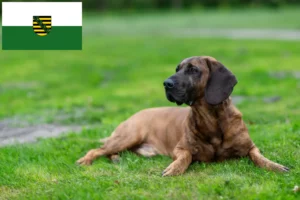 Read more about the article Hannoverscher Schweißhund tenyésztők és kiskutyák Szászországban