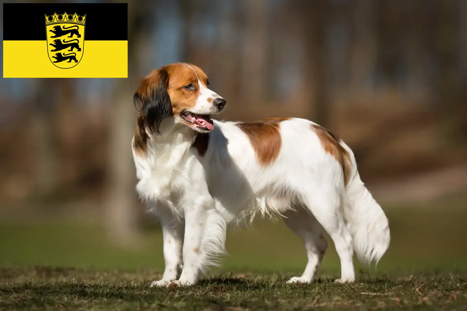 Read more about the article Holland Kooikerhondje tenyésztők és kölykök Baden-Württembergben