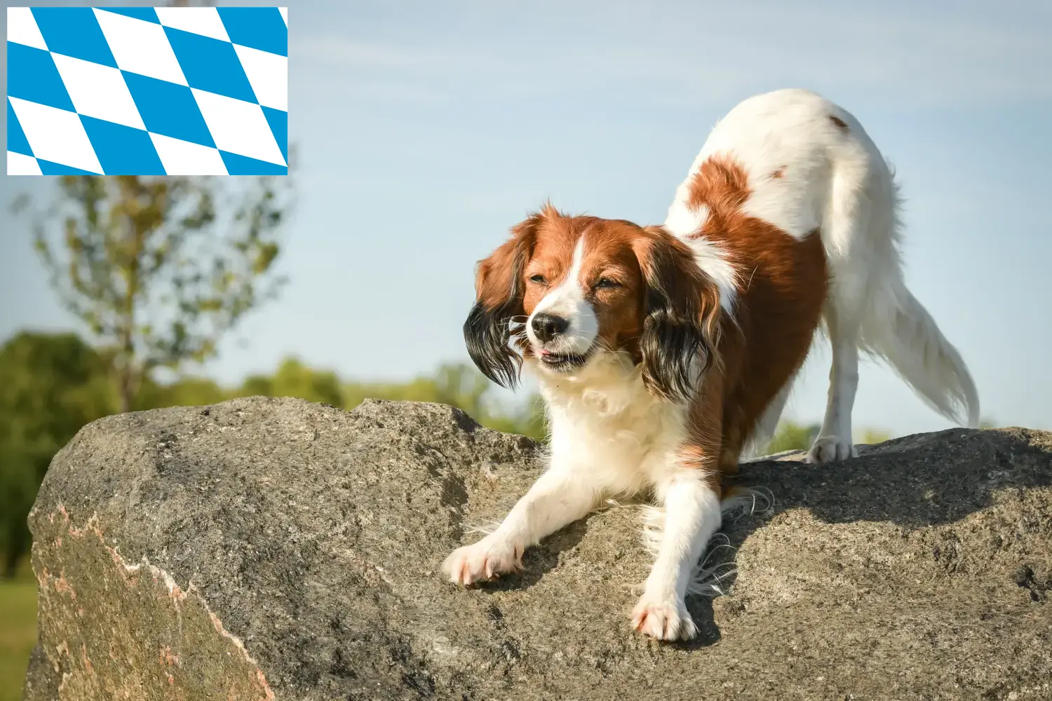 Read more about the article Holland Kooikerhondje tenyésztők és kiskutyák Bajorországban