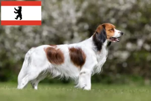 Read more about the article Holland Kooikerhondje tenyésztők és kiskutyák Berlinben