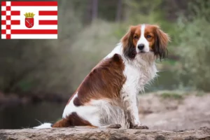 Read more about the article Holland Kooikerhondje tenyésztők és kiskutyák Brémában