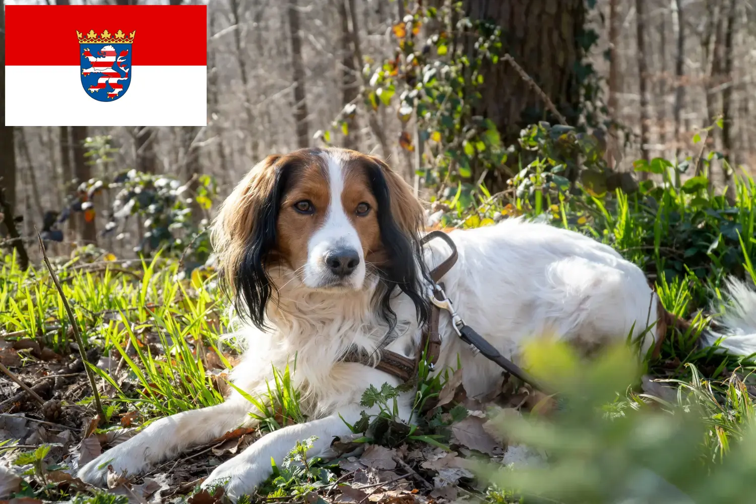 Read more about the article Holland Kooikerhondje tenyésztők és kölykök Hessenben