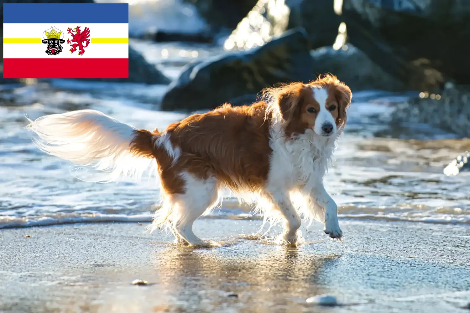 Read more about the article Holland Kooikerhondje tenyésztők és kiskutyák Mecklenburg-Vorpommernben