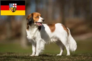 Read more about the article Holland Kooikerhondje tenyésztők és kölykök Saarlandban