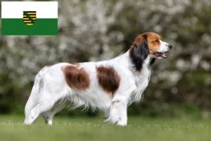 Read more about the article Holland Kooikerhondje tenyésztők és kiskutyák Szászországban