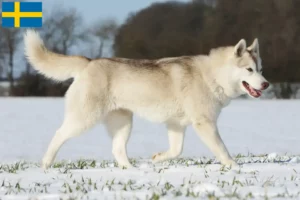 Read more about the article Husky tenyésztők és kölykök Svédországban