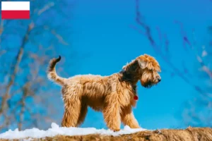 Read more about the article Ír Soft Coated Wheaten Terrier tenyésztők és kölykök Lengyelországban