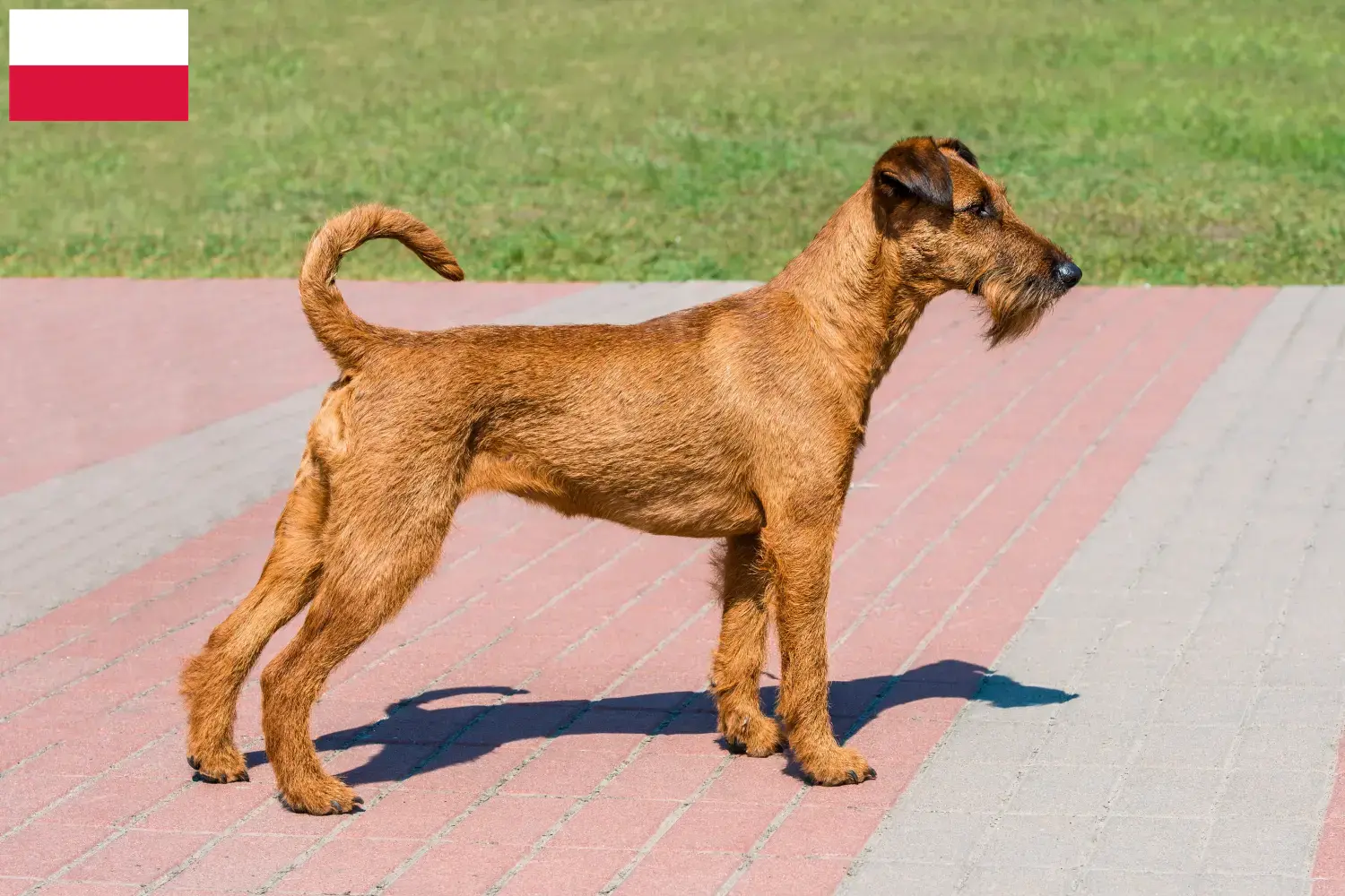 Read more about the article Ír terrier tenyésztők és kiskutyák Lengyelországban