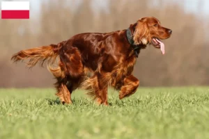 Read more about the article Irish Red Setter tenyésztők és kölykök Lengyelországban