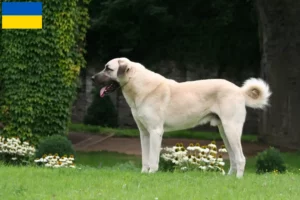 Read more about the article Kangal tenyésztők és kölykök Ukrajnában