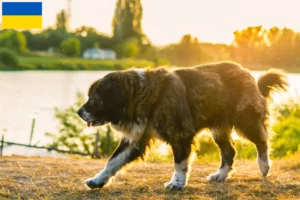 Read more about the article Kaukázusi juhászkutya tenyésztő és kölykök Ukrajnában