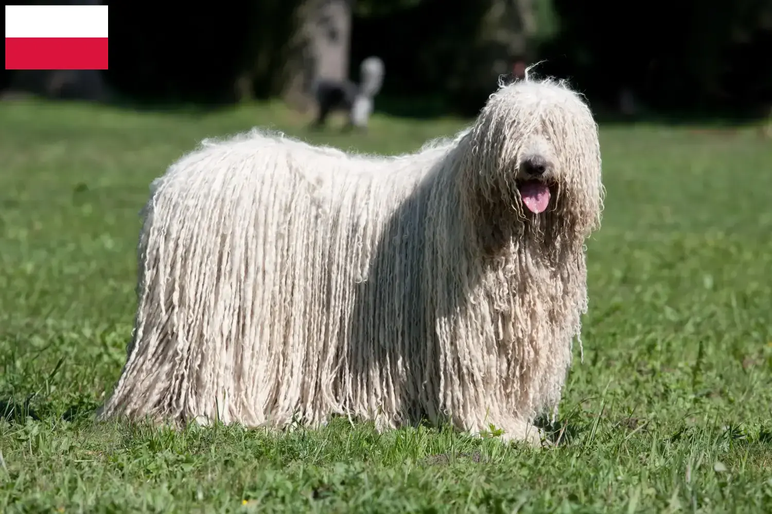 Read more about the article Komondor tenyésztők és kölykök Lengyelországban