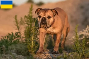 Read more about the article Kontinentális bulldog tenyésztők és kölykök Ukrajnában