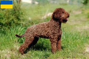 Read more about the article Lagotto Romagnolo tenyésztők és kölykök Ukrajnában