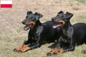 Read more about the article Manchester terrier tenyésztők és kölykök Lengyelországban