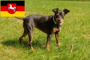 Read more about the article Miniatűr pinscher tenyésztők és kiskutyák Alsó-Szászországban