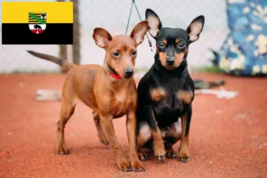 Read more about the article Miniatűr pinscher tenyésztők és kiskutyák Szász-Anhaltban