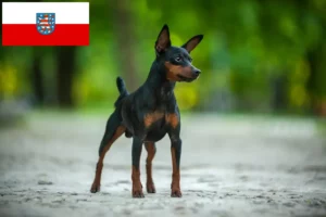 Read more about the article Miniatűr pinscher tenyésztők és kölykök Türingiában