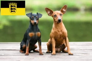 Read more about the article Miniatűr pinscher tenyésztők és kölykök Baden-Württembergben