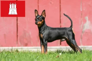 Read more about the article Miniatűr pinscher tenyésztő és kölykök Hamburgban