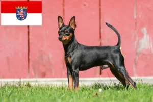 Read more about the article Miniatűr pinscher tenyésztők és kölykök Hessenben