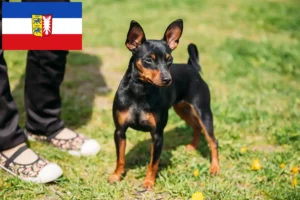 Read more about the article Miniatűr pinscher tenyésztők és kölykök Schleswig-Holstein tartományban