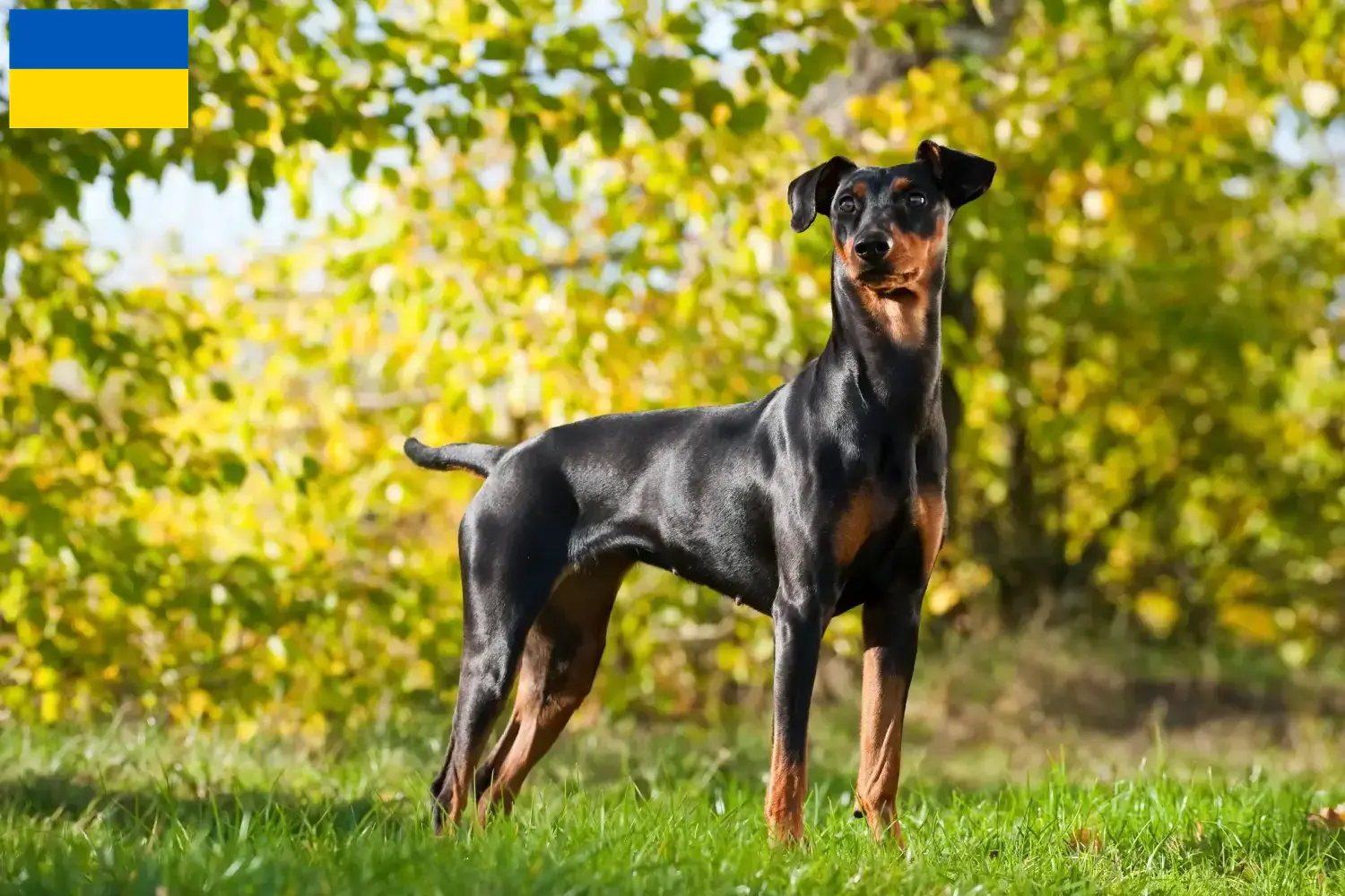 Read more about the article Német Pinscher tenyésztők és kölykök Ukrajnában