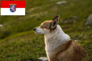 Read more about the article Norvég Lundehund tenyésztők és kölykök Hessenben