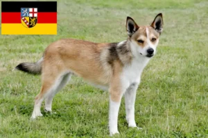 Read more about the article Norvég Lundehund tenyésztők és kölykök Saarlandban