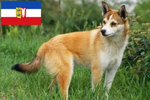 Read more about the article Norvég Lundehund tenyésztők és kölykök Schleswig-Holstein tartományban