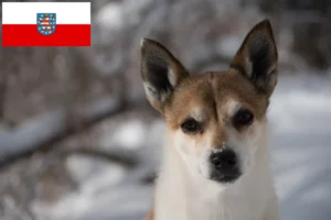 Read more about the article Norvég Lundehund tenyésztők és kölykök Türingiában