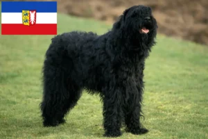Read more about the article Orosz fekete terrier tenyésztők és kiskutyák Schleswig-Holstein tartományban