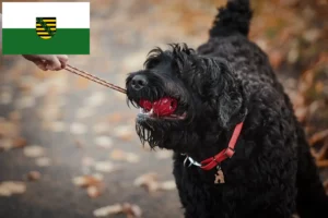Read more about the article Orosz fekete terrier tenyésztő és kölykök Szászországban